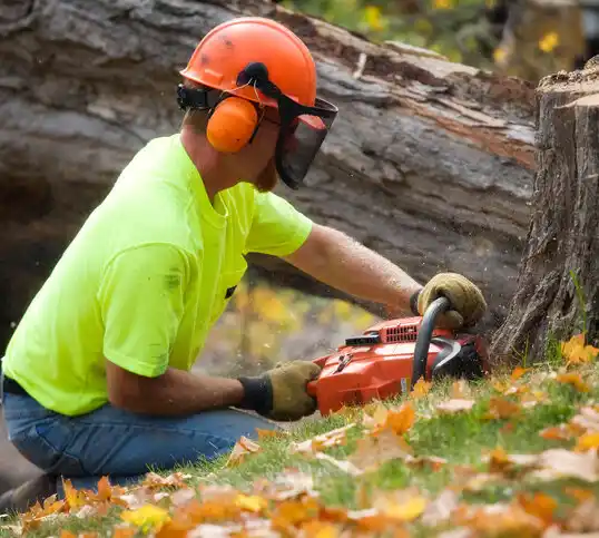 tree services Neelyville